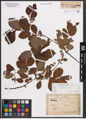 Foto von Salix caprea L. x Salix silesiaca Willd.
